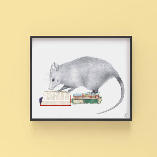 Henry Gossamer Opossum Portrait Study 8 x 10